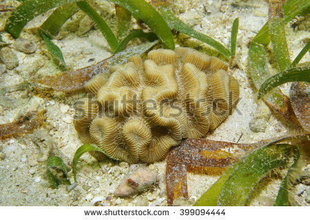  Manicina areolata (Rose Coral)